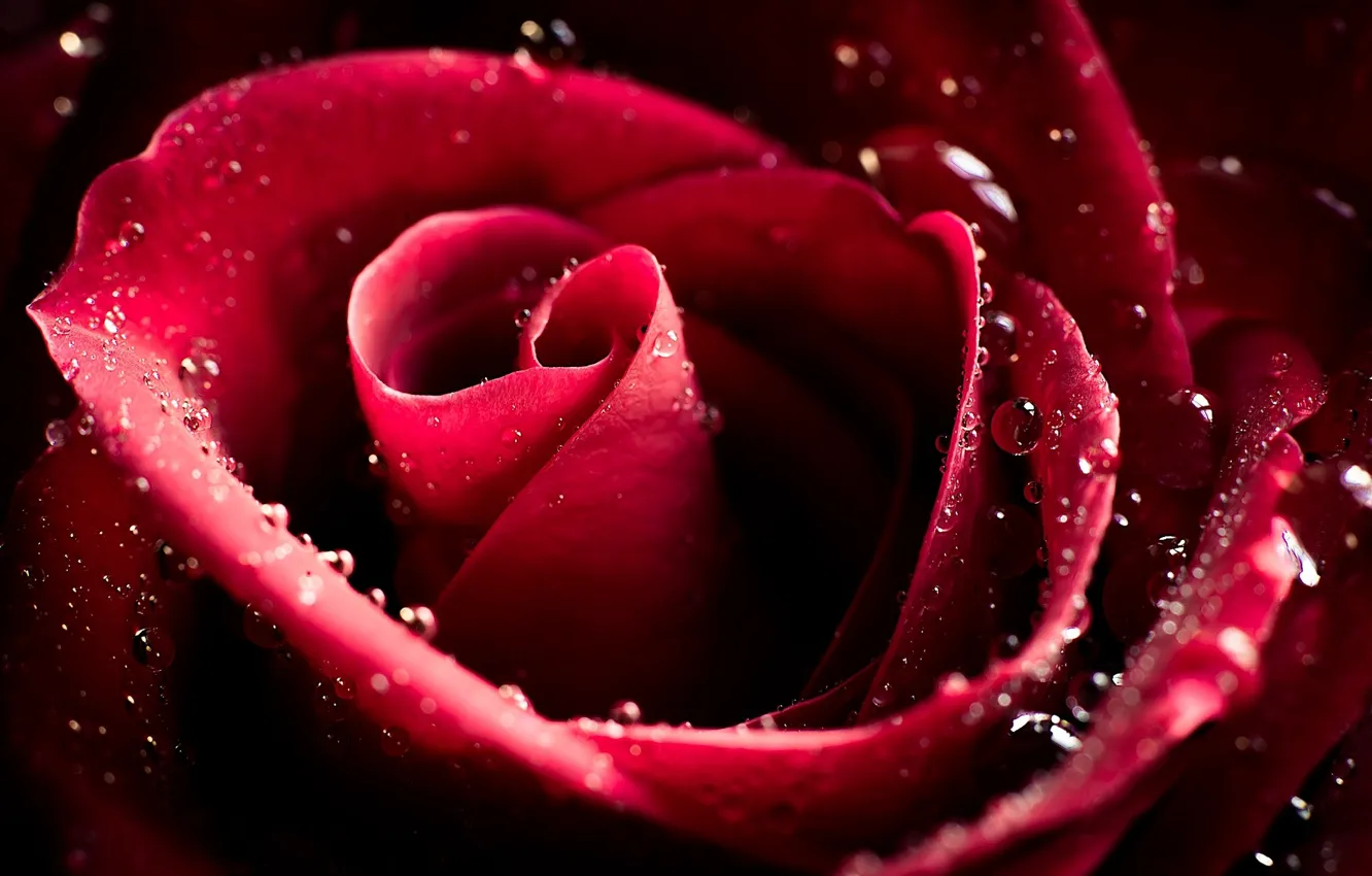 Фото обои цветок, капли, макро, роза, лепестки, бутон, бордовые