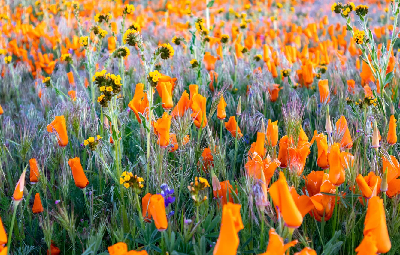 Фото обои поле, лето, цветы, поляна, яркие, оранжевые, бутоны, много