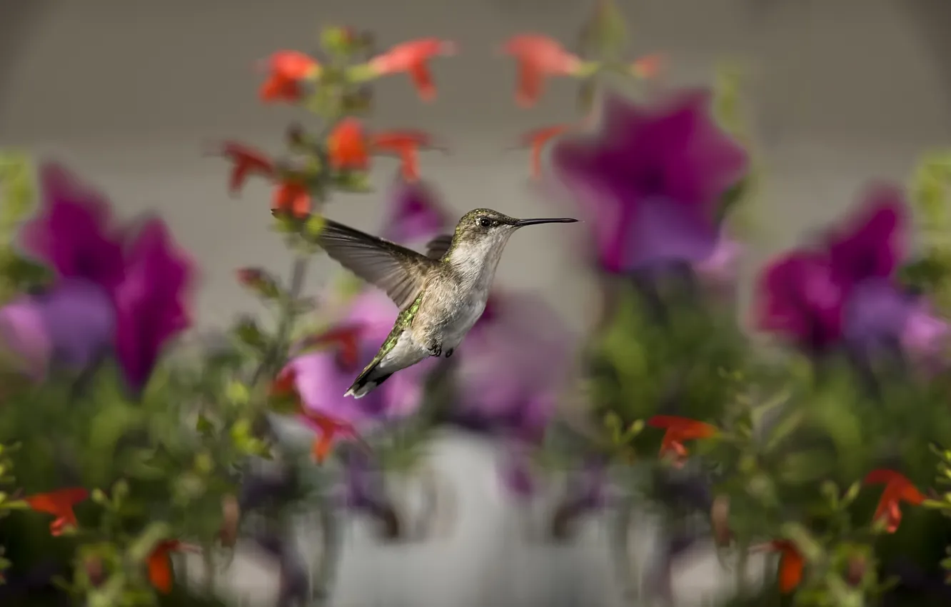 Фото обои цветы, птица, фокус, колибри