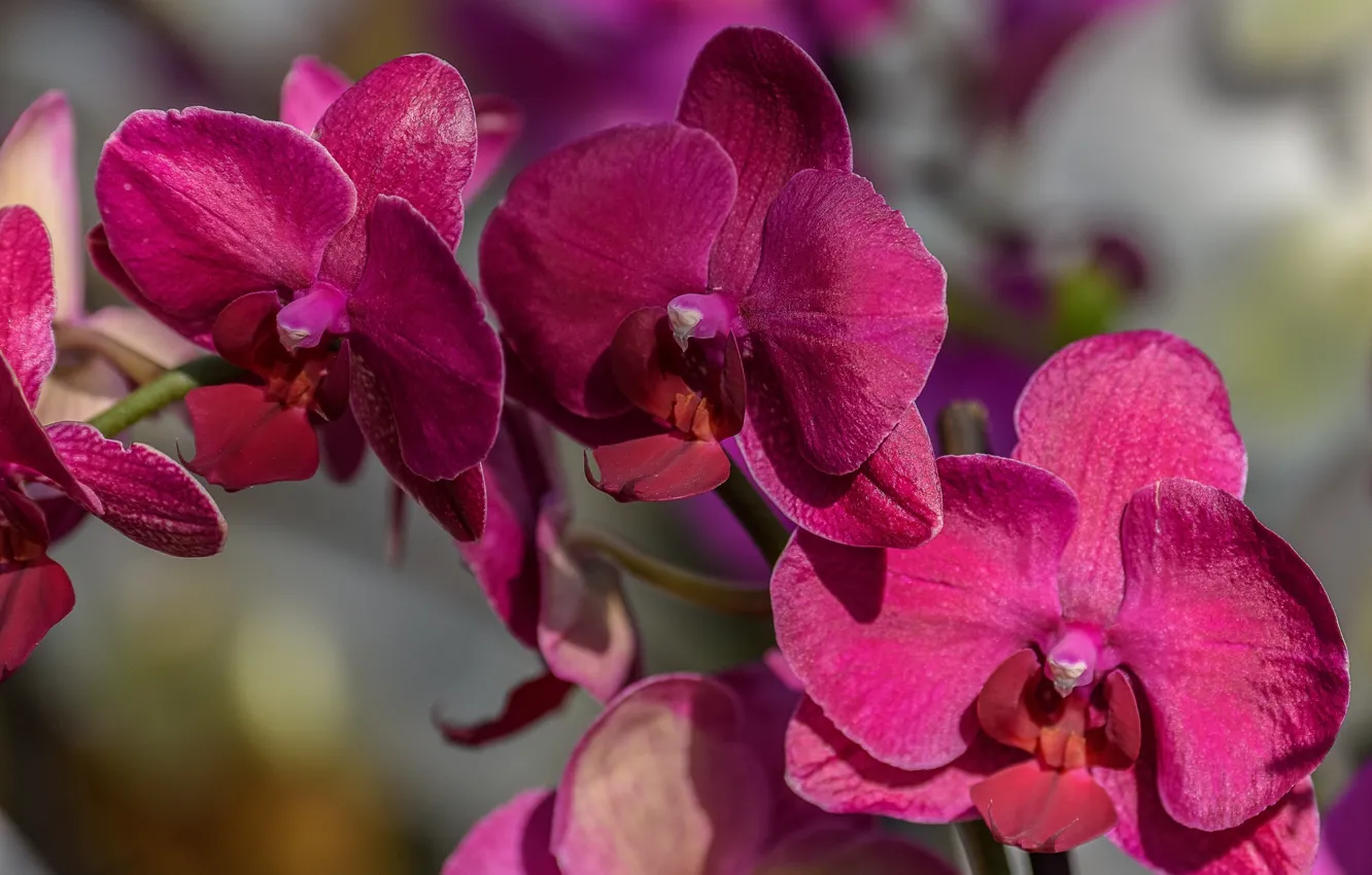 Фото обои макро, ветка, орхидея, Фаленопсис