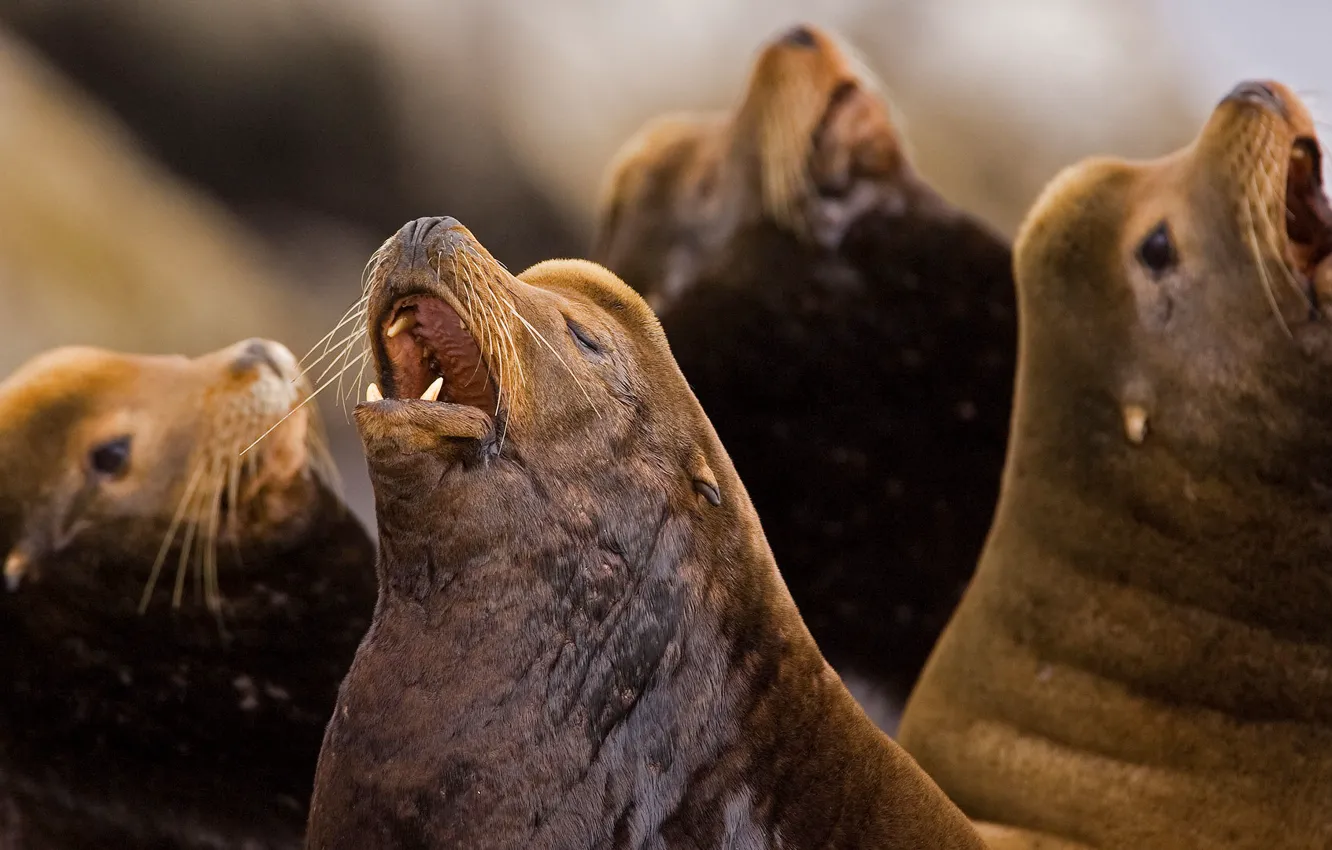 Фото обои тюлень, чёрный морской лев, северный морской лев, калифорнийский морской лев