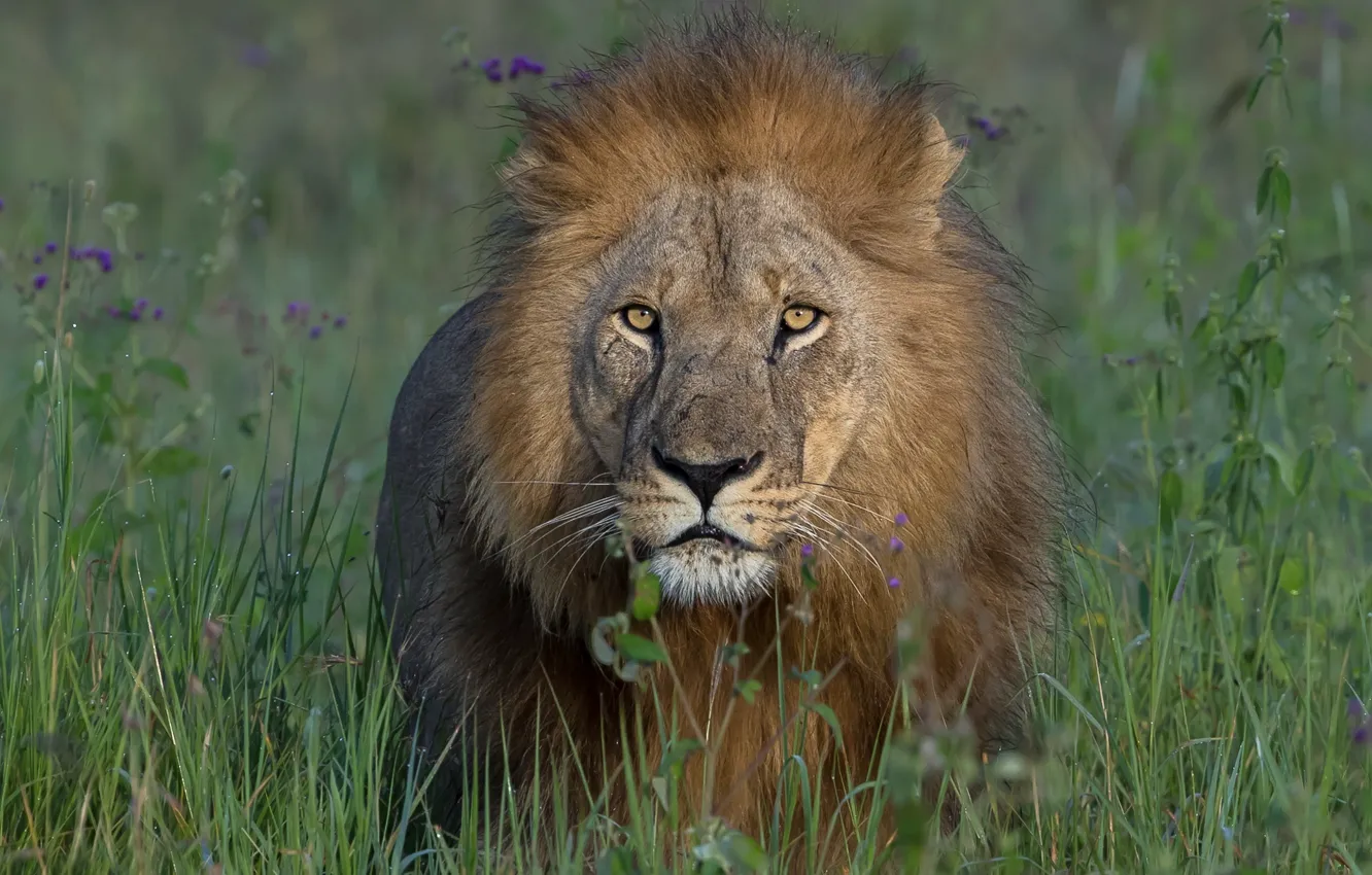Фото обои трава, взгляд, морда, лев, грива, царь зверей