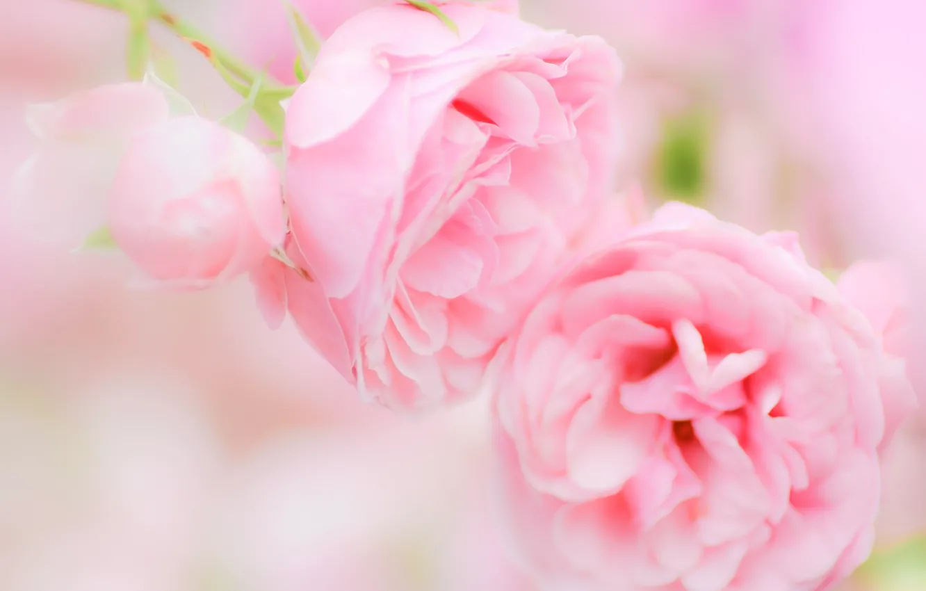 Фото обои розовый, нежность, розы