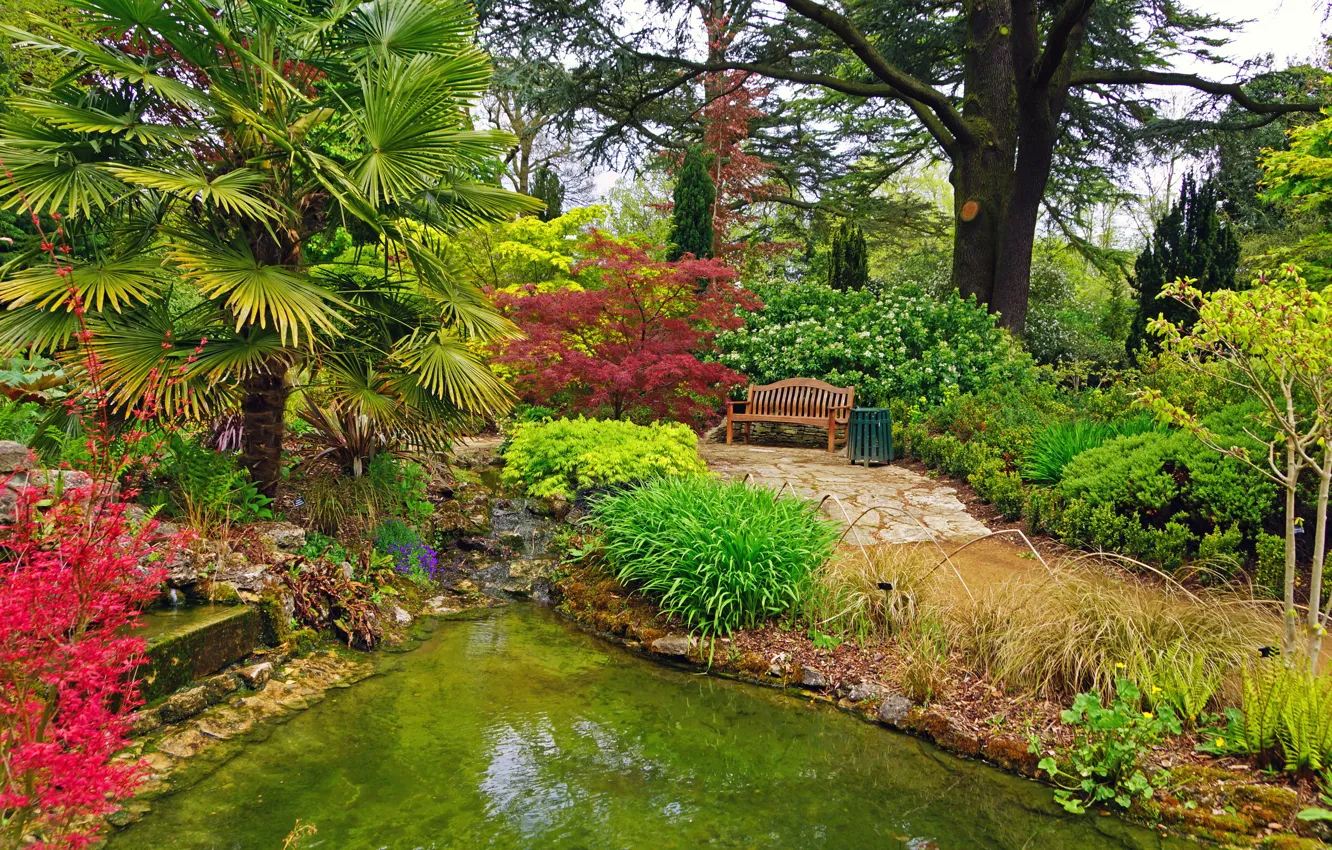 Фото обои скамейка, природа, пруд, пальмы, фото, Англия, сад, кусты