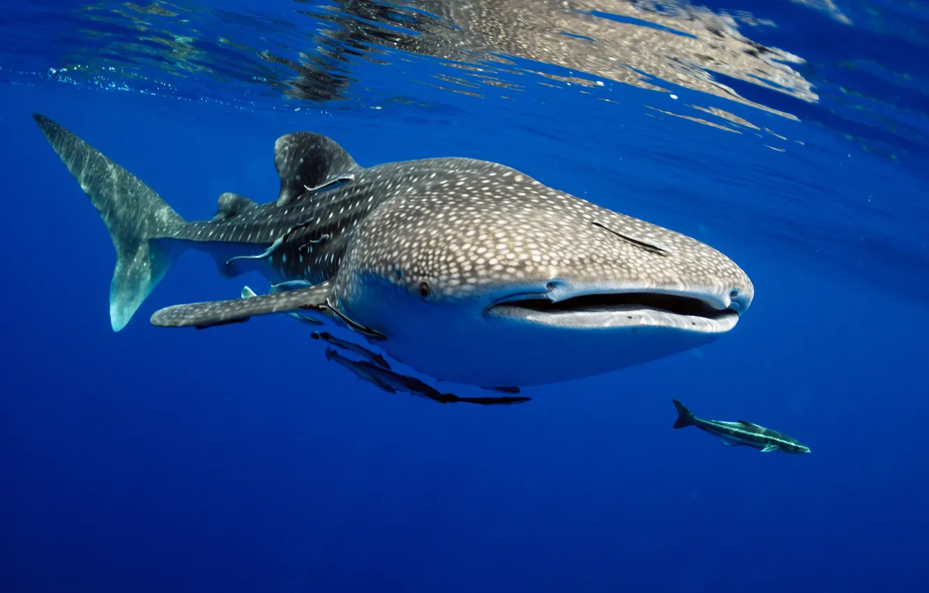 Фото обои side, underwater, sea, water, thailand, shark, soft, tropical