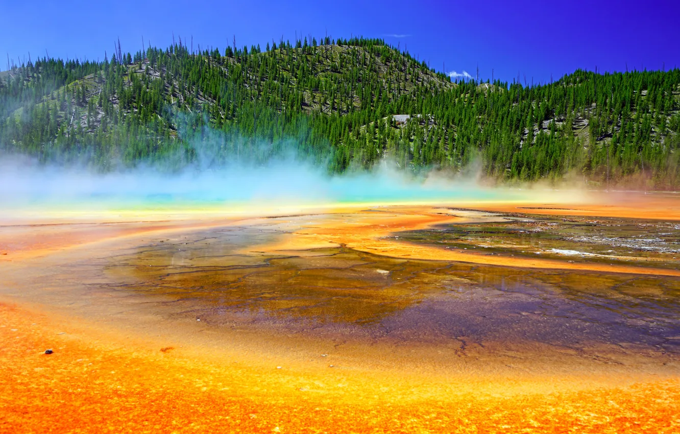 Фото обои лес, деревья, горы, туман, озеро, сша, Yellowstone National Park, Йеллоустон