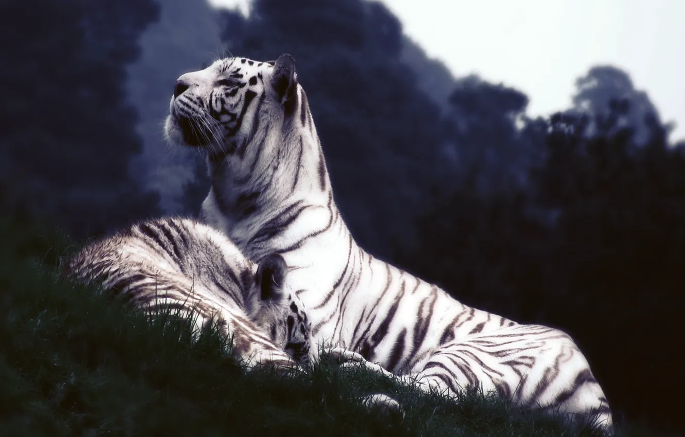 Фото обои белый, трава, тигр