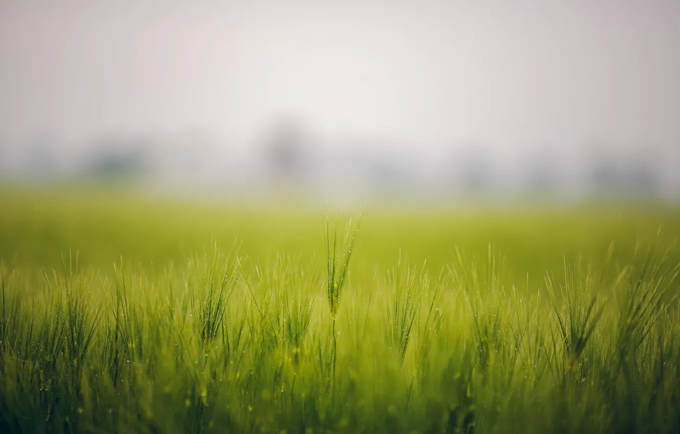 Фото обои поле, трава, туман, роса, колоски
