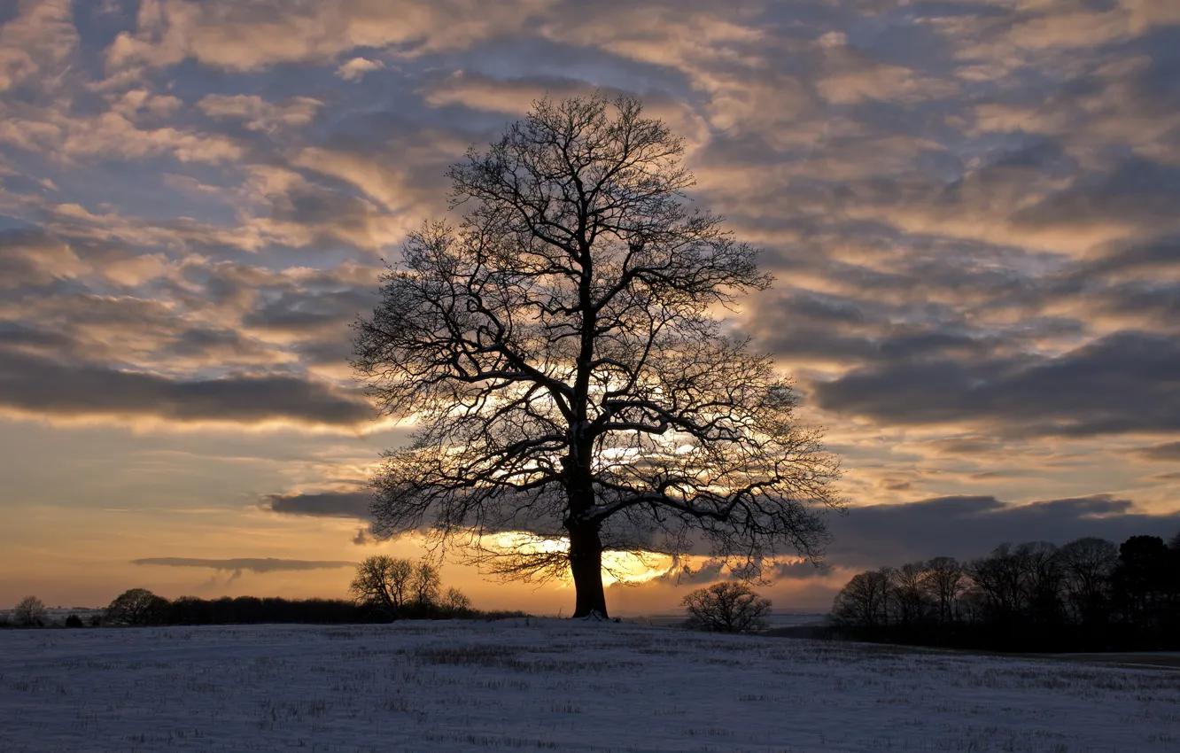 Фото обои поле, небо, облака, снег, деревья, закат, Зима, вечер