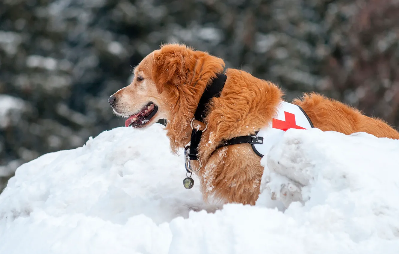 Фото обои зима, снег, собака, рыжий, боке, ретривер, санитар