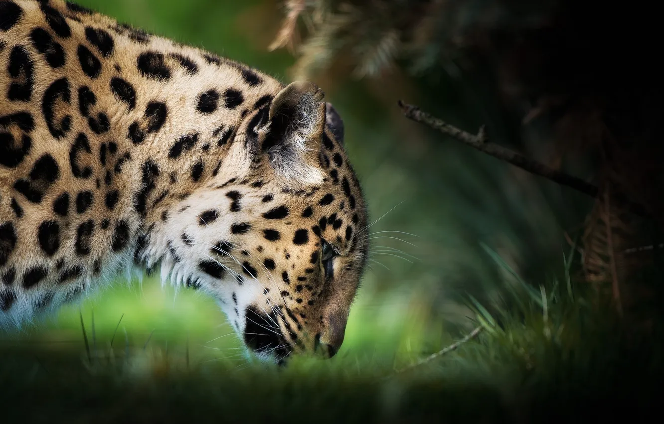 Фото обои морда, хищник, профиль, дикая кошка, амурский леопард