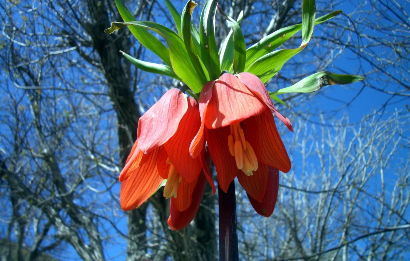 Фото обои Flower, Red Flower, Fritillaria