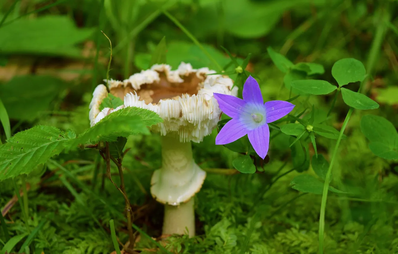 Фото обои Цветок, Гриб, Nature, колокольчик, Flower, Mushroom