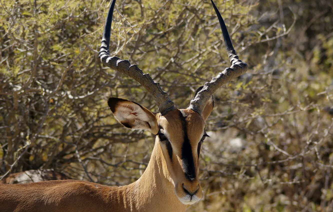 Фото обои саванна, Намибия, Импала, Национальный парк Этоша (Etosha National Park), или чернопятая антилопа (Aepyceros melampus petersi), …