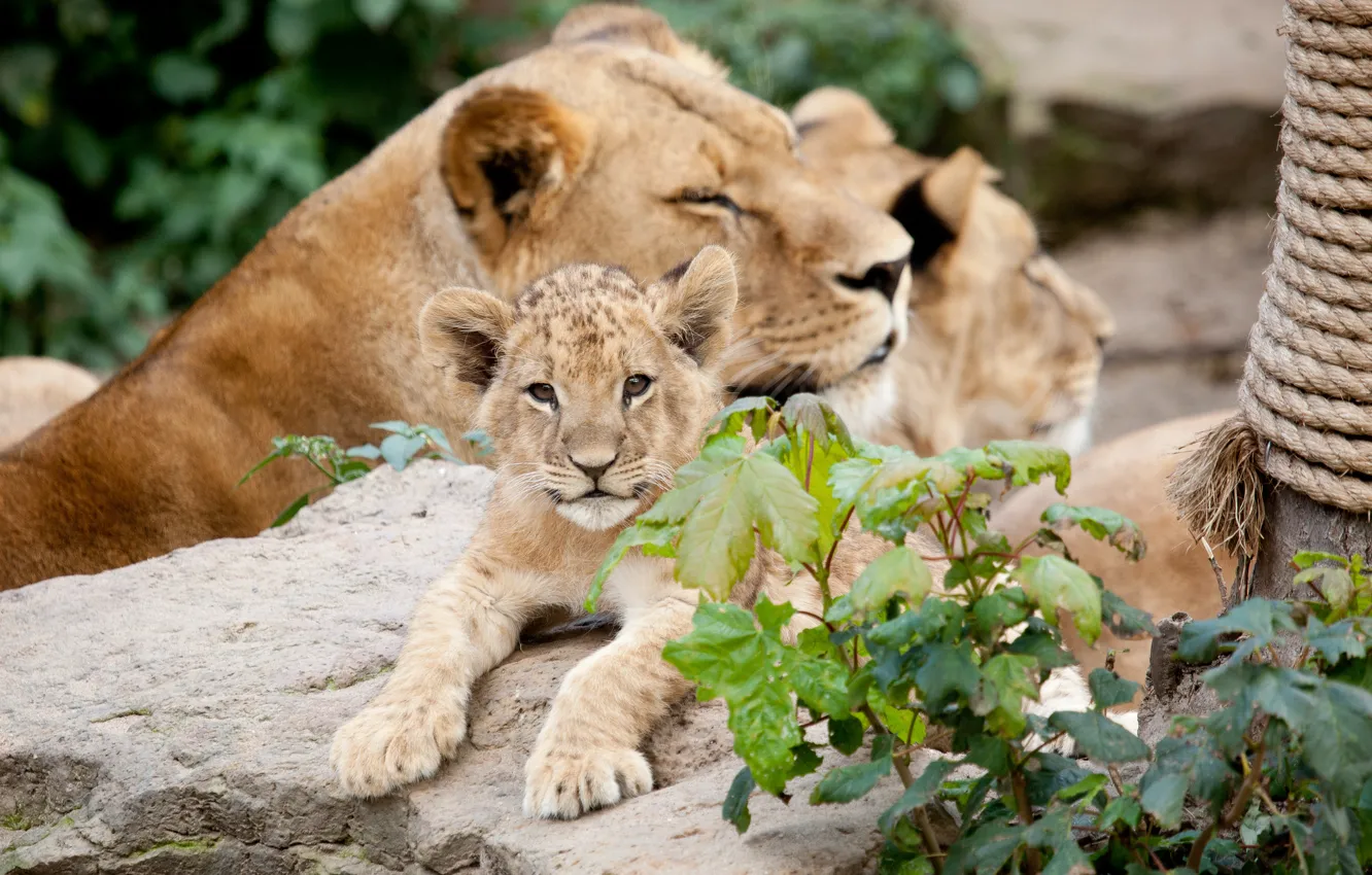 Фото обои кошки, камень, детёныш, львы, львёнок