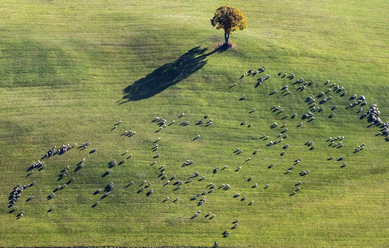 Фото обои поле, дерево, овцы, отара