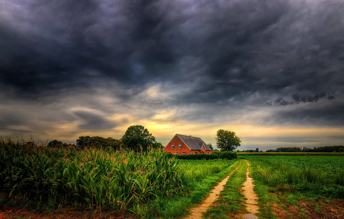 Фото обои поле, трава, фото, кукуруза, домик