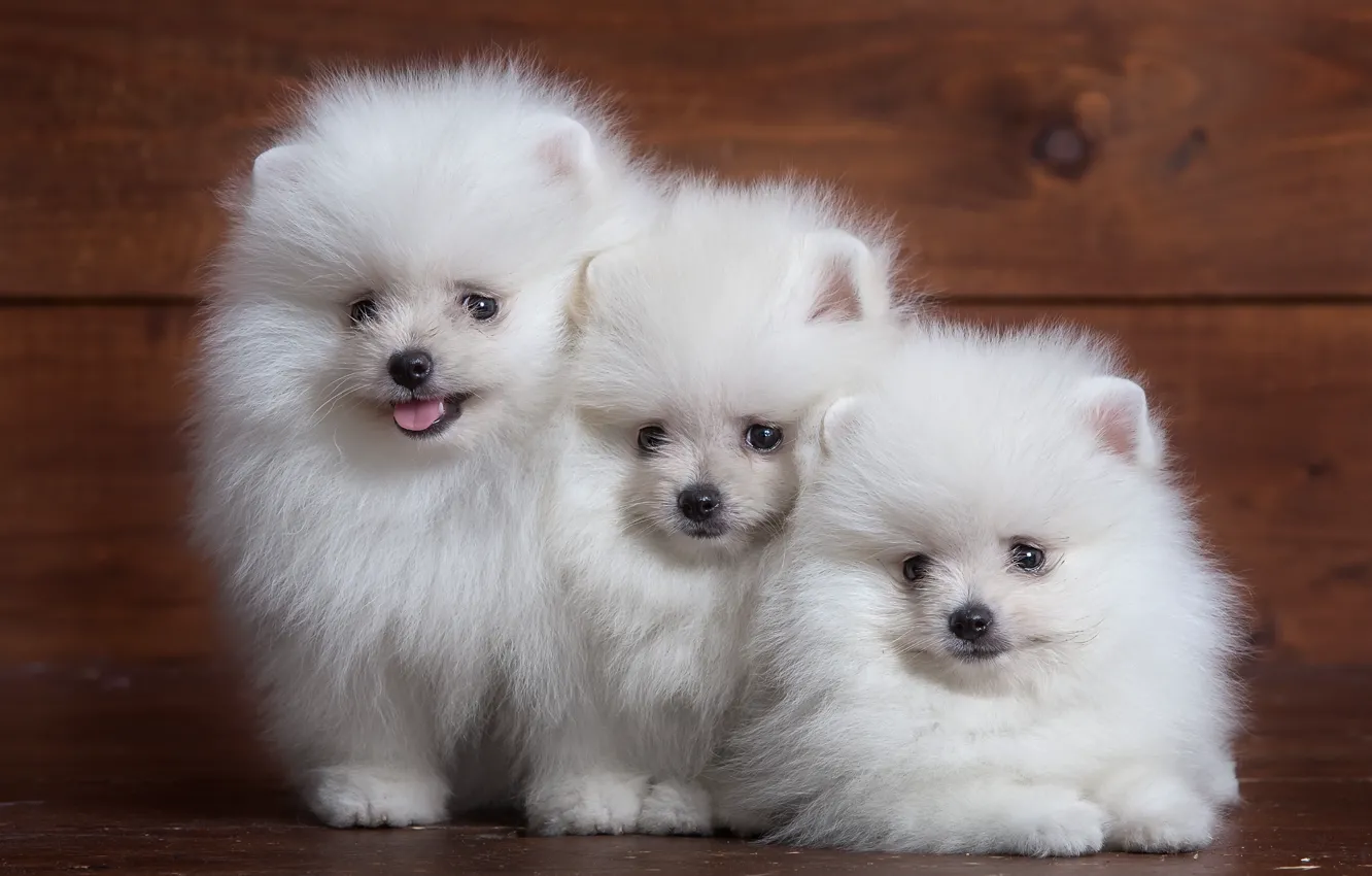 Фото обои белый, пушистый, щенок, трио, шпиц