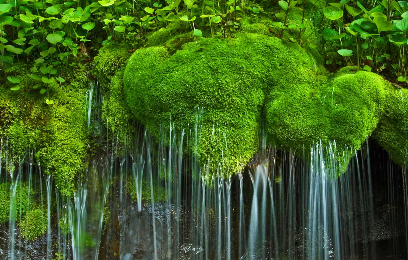 Фото обои водопад, мох, США, национальный парк, Виргиния, Шенандоа