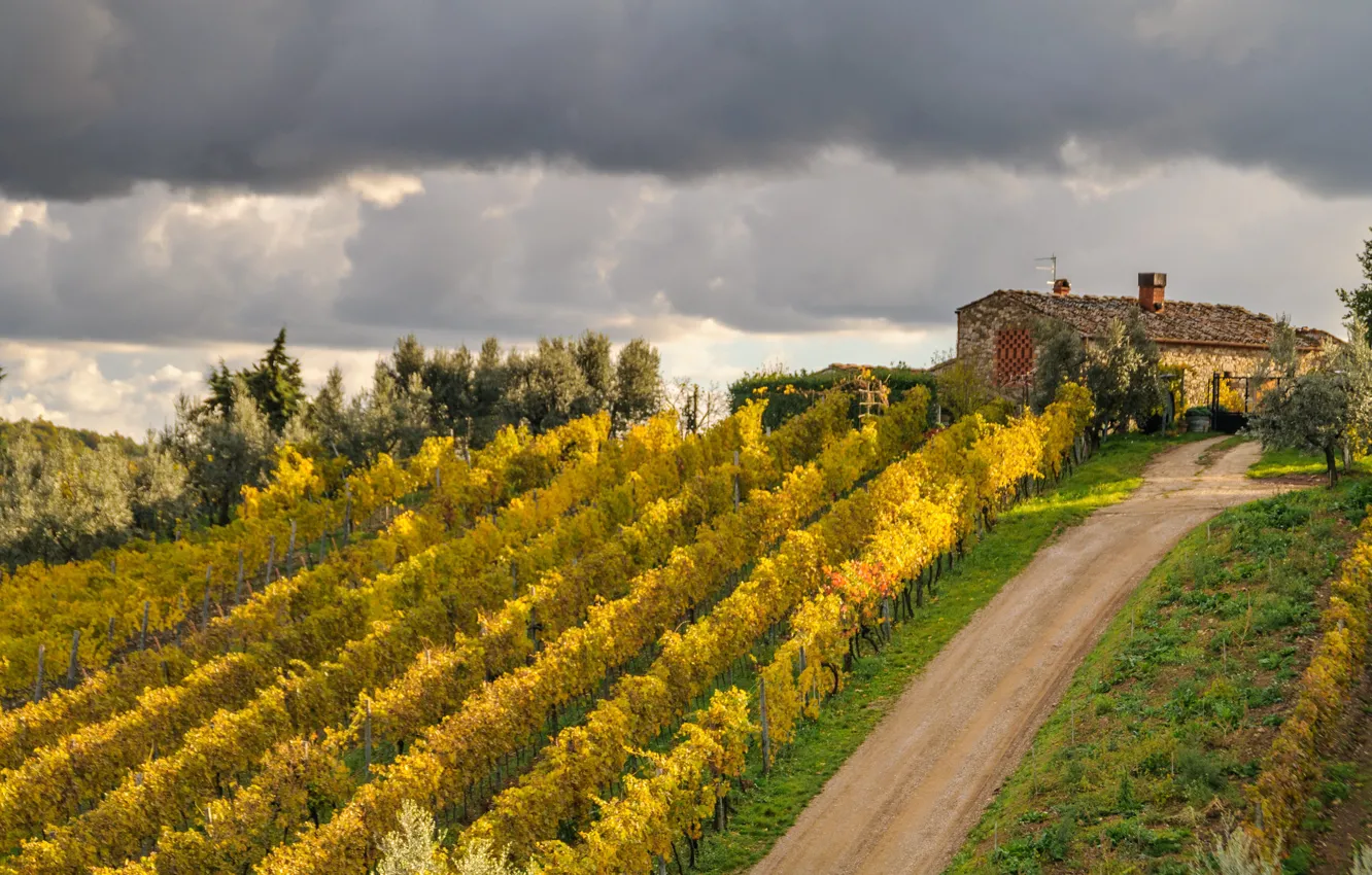 Фото обои дом, Италия, виноградник, Тоскана, Montefioralle