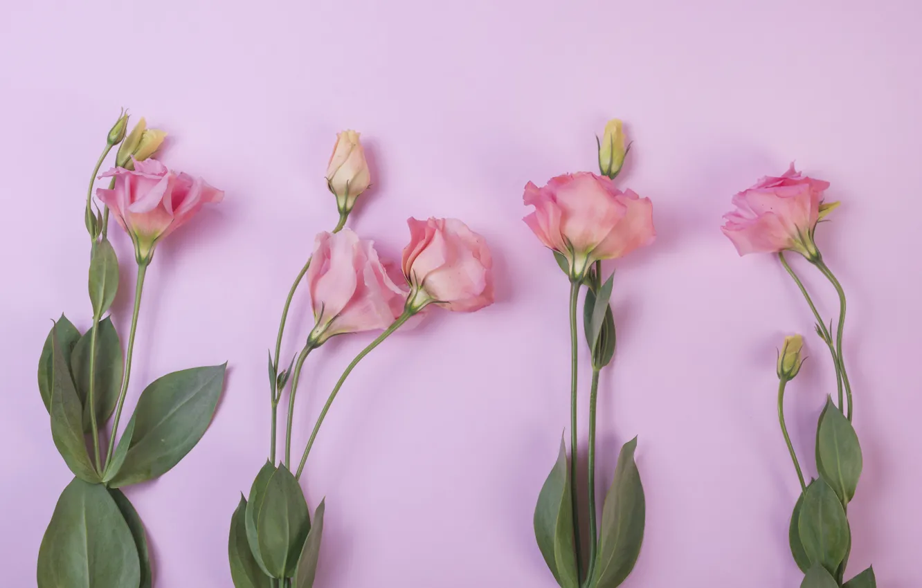 Фото обои цветы, фон, розовый, pink, flowers, эустома, eustoma