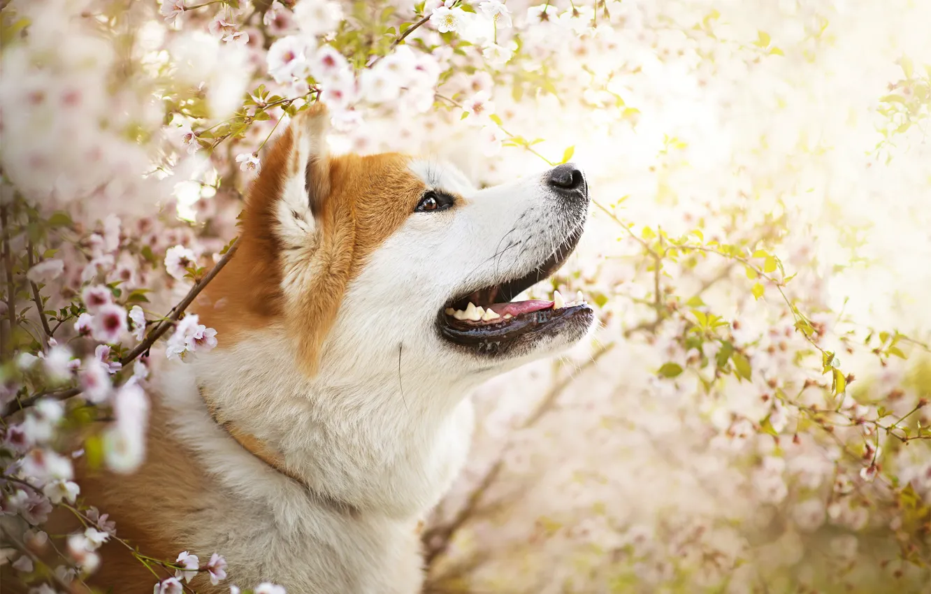Фото обои цветы, собака, весна, Ame
