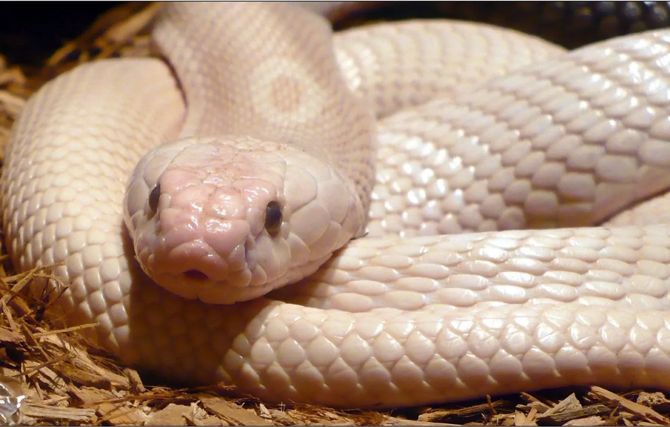 Фото обои white, snake, reptile, Albino Monocled Cobra