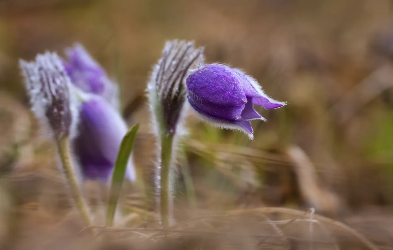 Фото обои природа, весна, первоцветы, сон-трава, прострел, Алексей Богорянов