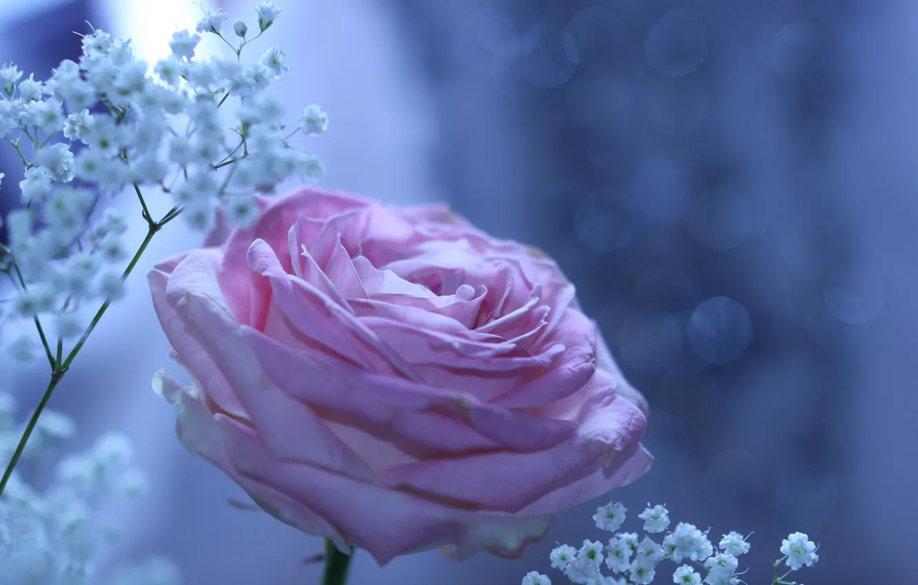 Фото обои цветы, блики, роза, веточки