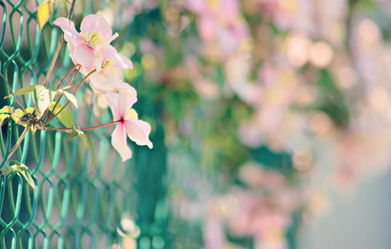 Фото обои макро, цветы, сетка, забор
