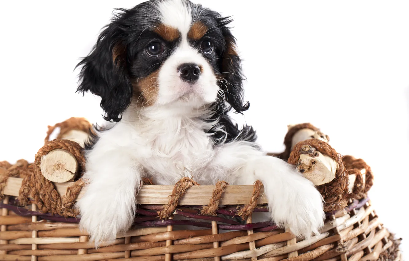 Фото обои корзина, малыш, щенок, puppy, dog, песик, baby, basket