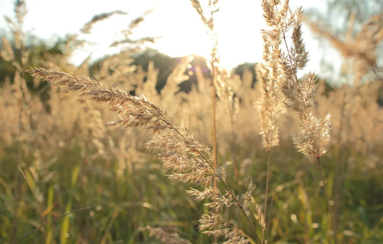 Фото обои поле, осень, трава, солнце, макро, природа, красота, вечер