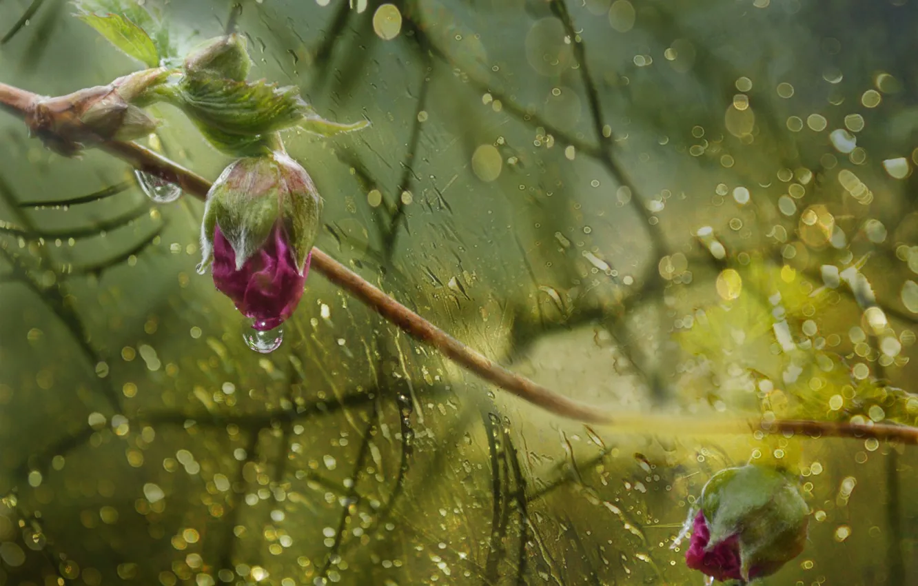Фото обои капли, дождь, розы, бутоны, боке, by dashakern