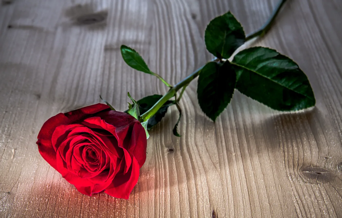 Фото обои цветок, листья, цветы, фон, widescreen, обои, wallpaper, rose