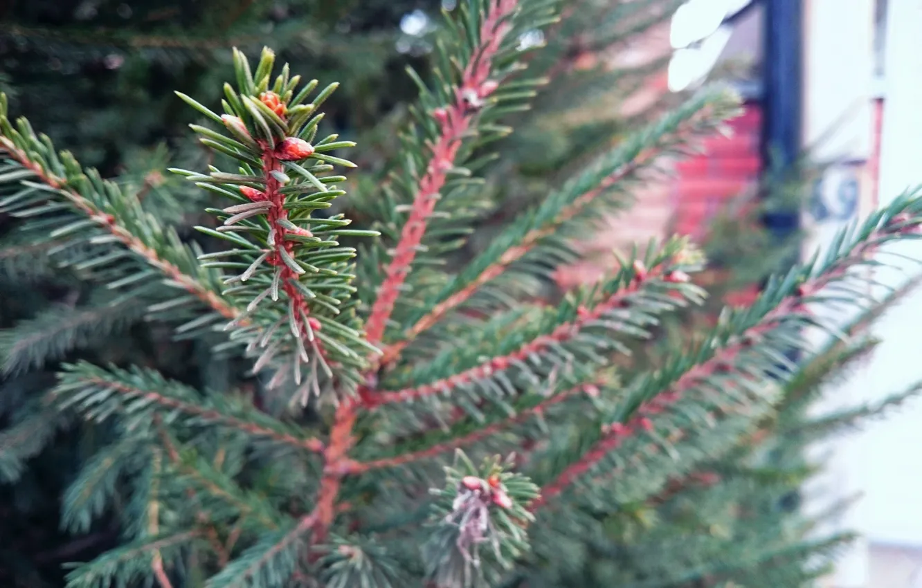 Фото обои деревья, зеленый, елка, ель