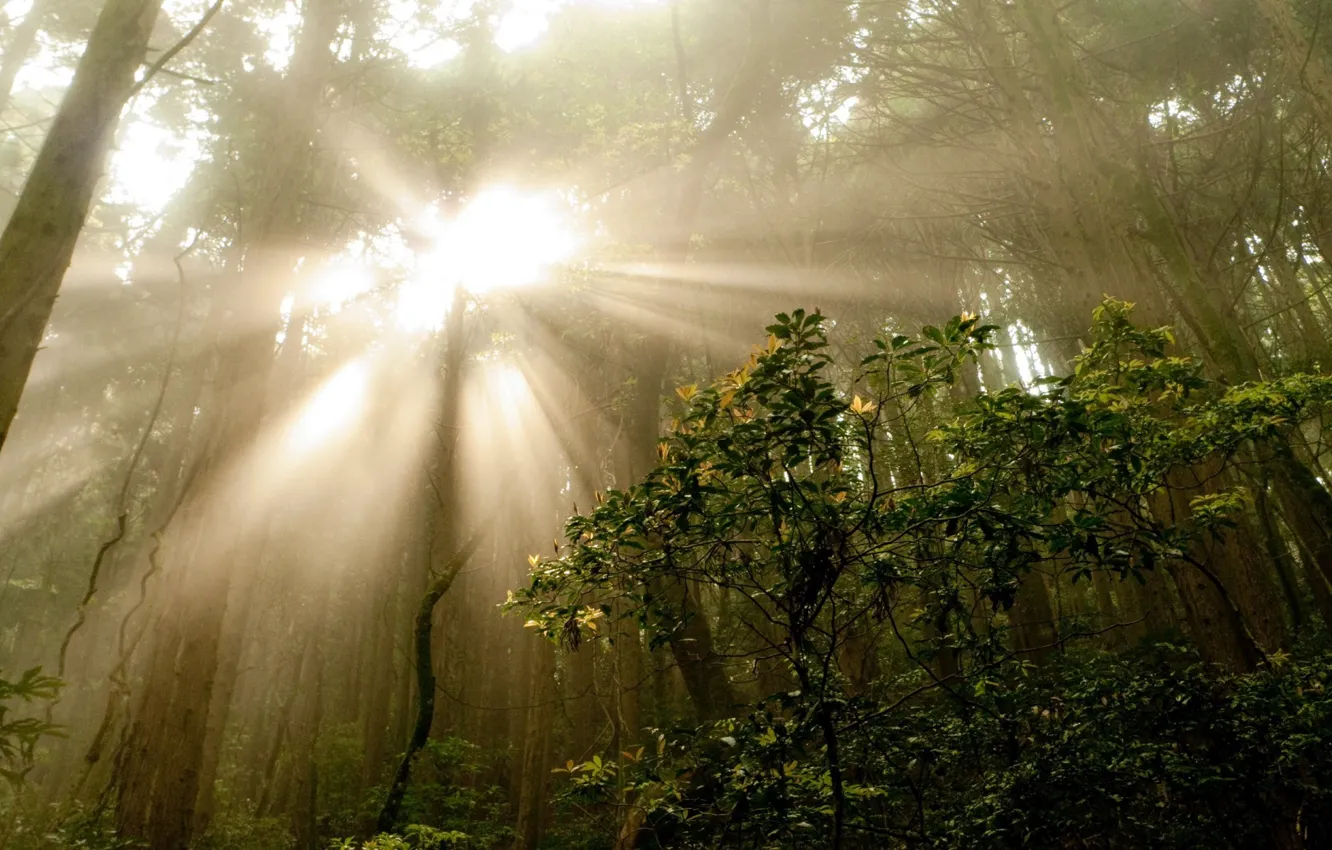 Фото обои лес, лето, лучи, деревья, природа, туман, фото, утро