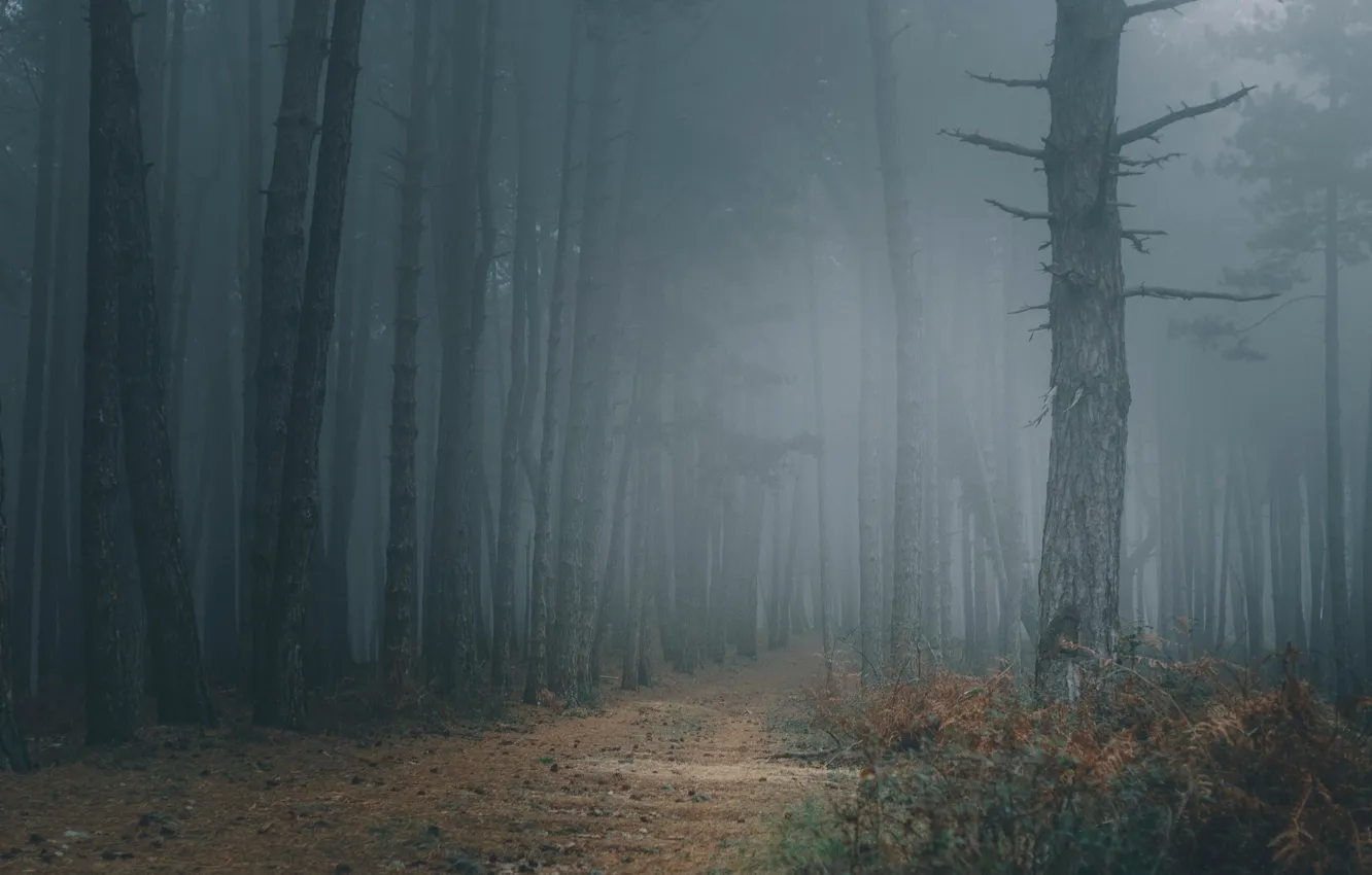 Фото обои лес, деревья, природа, туман, тропинка, Черногория