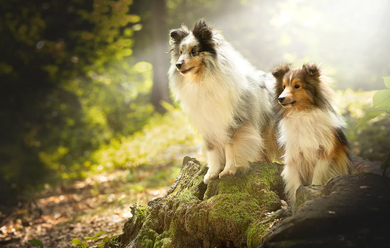 Фото обои лес, собаки, мох, пень, парочка, Шелти, Шетландская овчарка