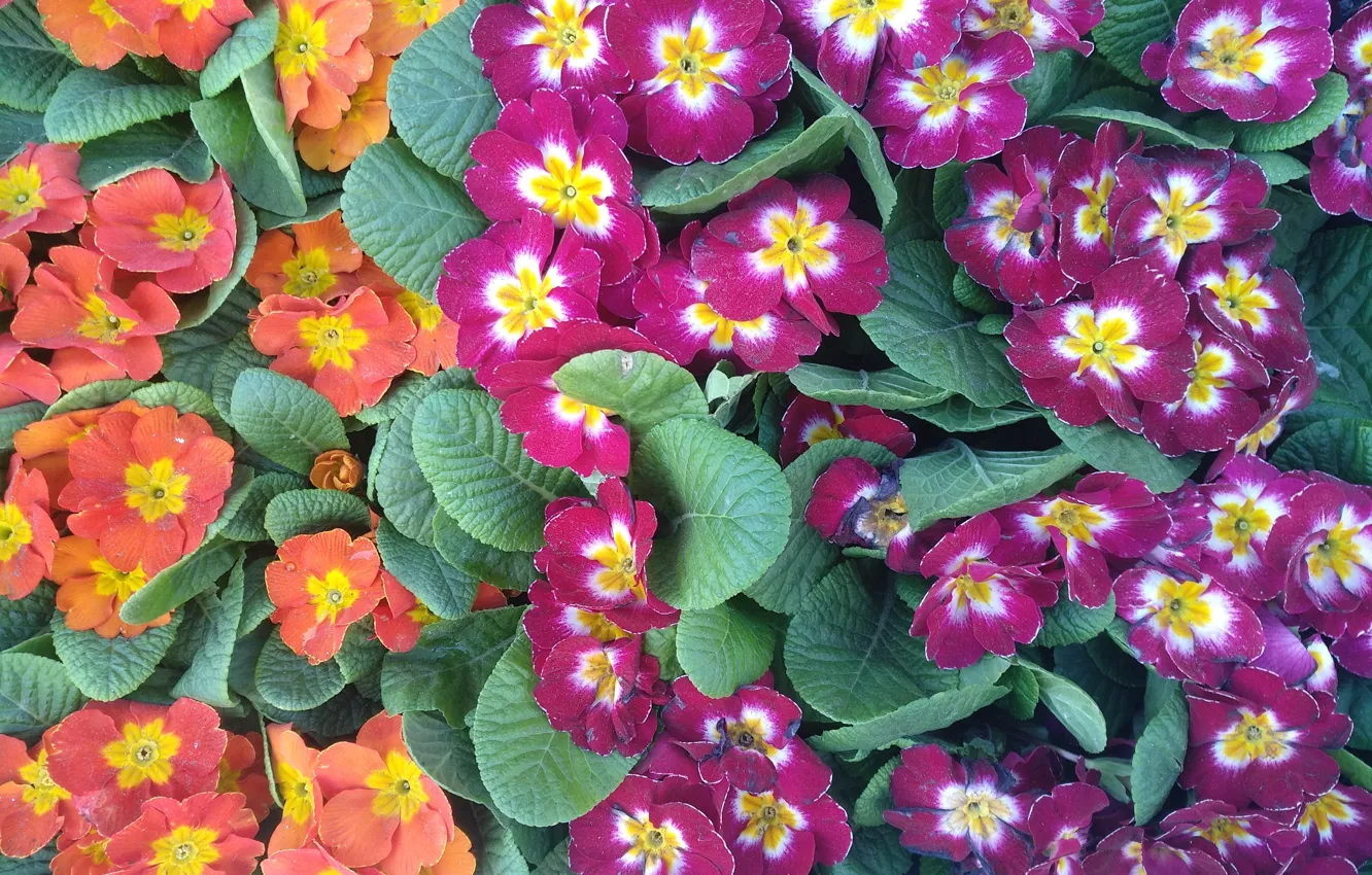 Фото обои colors, цветочки, flowers