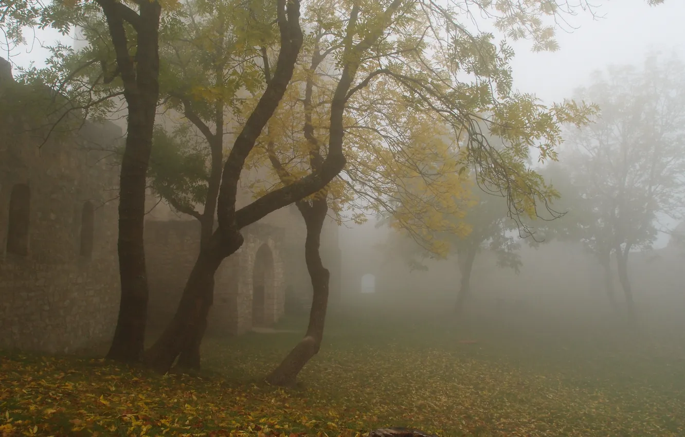 Фото обои осень, деревья, туман, крепость