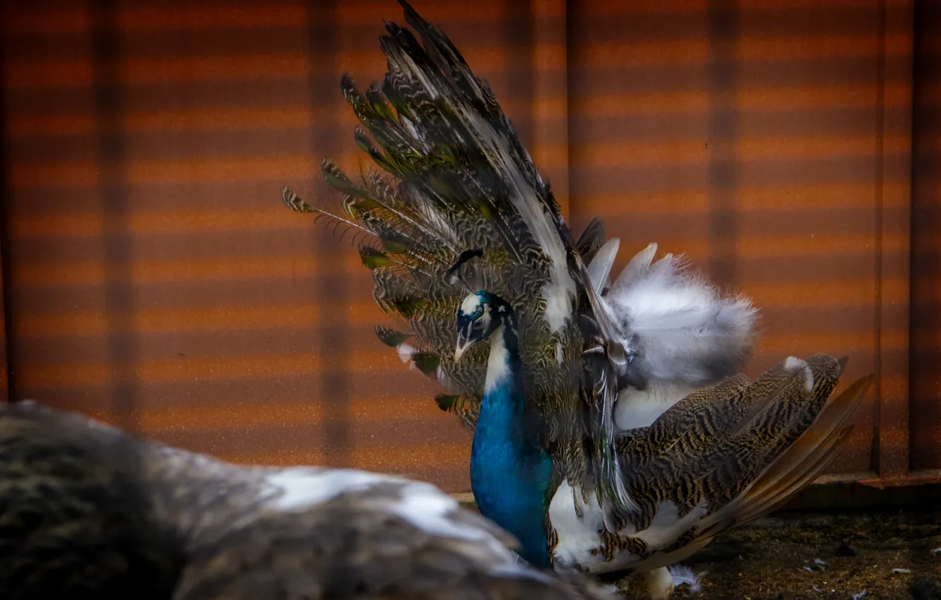 Фото обои bird, peacock, thanu, blurring, Sri lanka, thanujan, thanujan thanabalasingam, thanujan_t