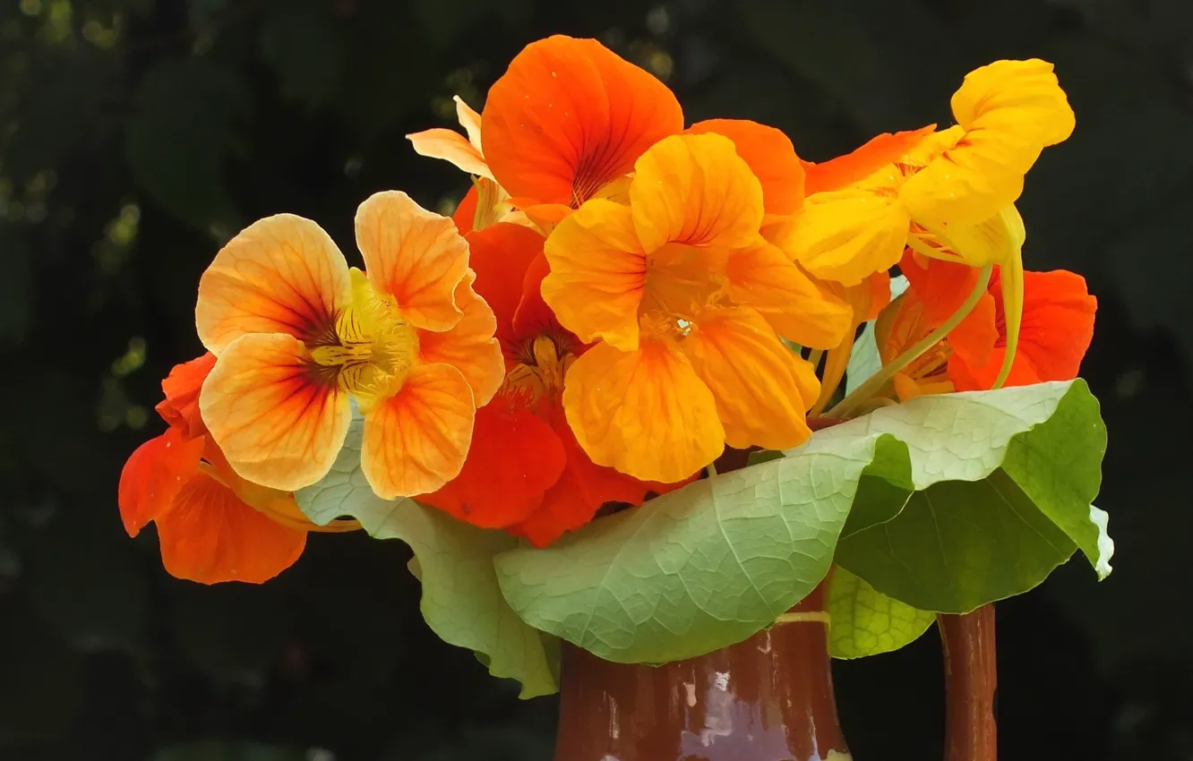 Фото обои фон, букет, оранжевые цветы, настурция