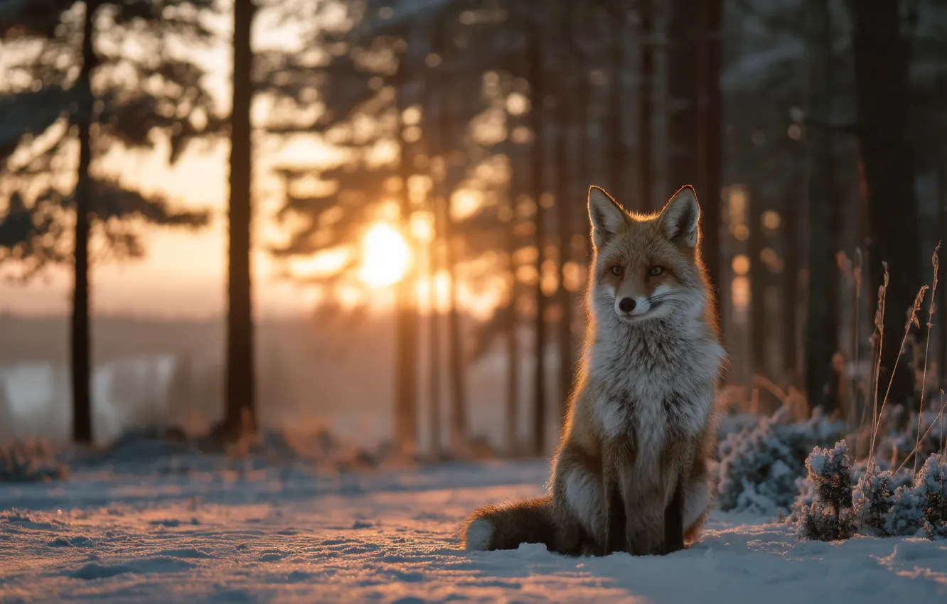 Фото обои зима, лес, взгляд, солнце, лучи, свет, снег, деревья