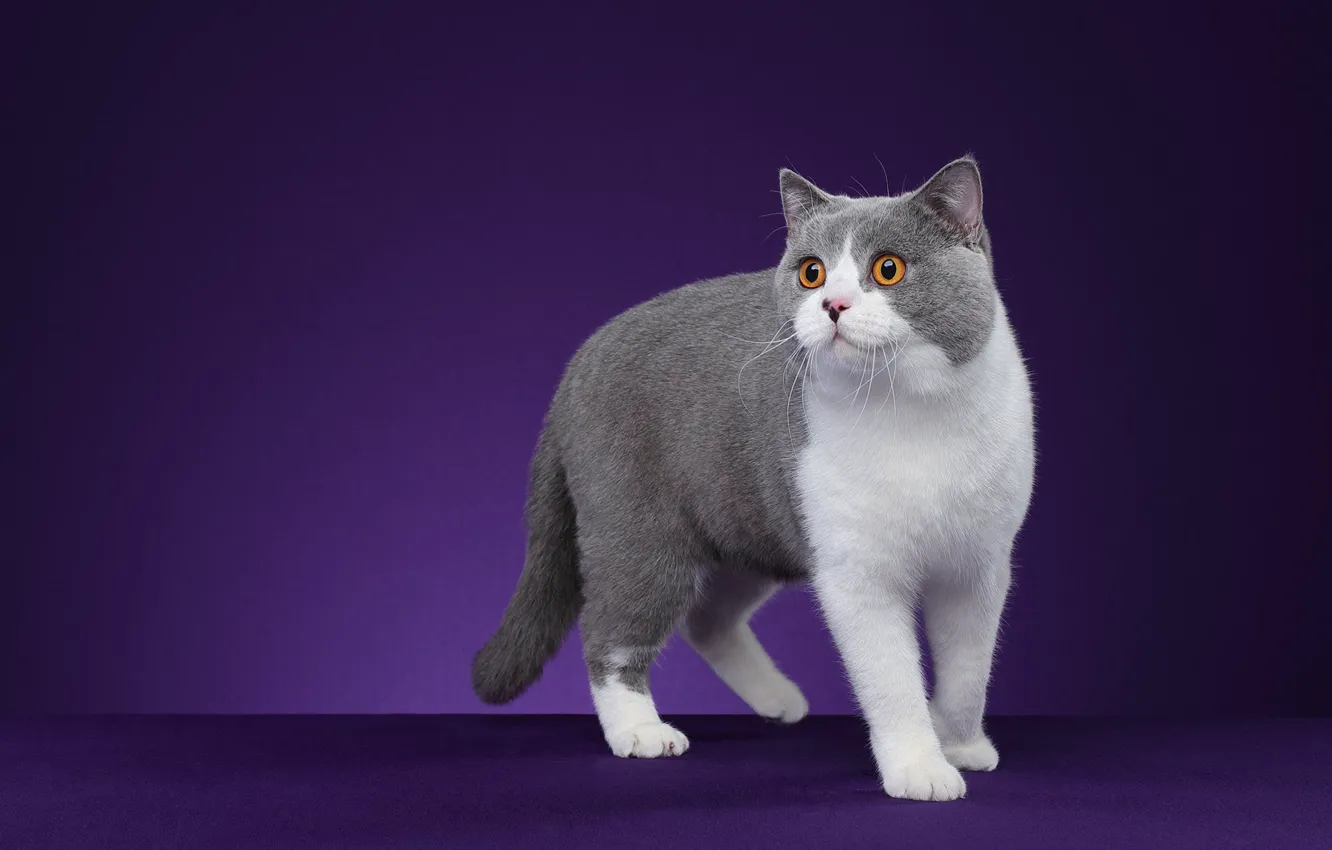 Фото обои кошка, кот, взгляд, поза, мордашка, фиолетовый фон, фотостудия, серый с белым