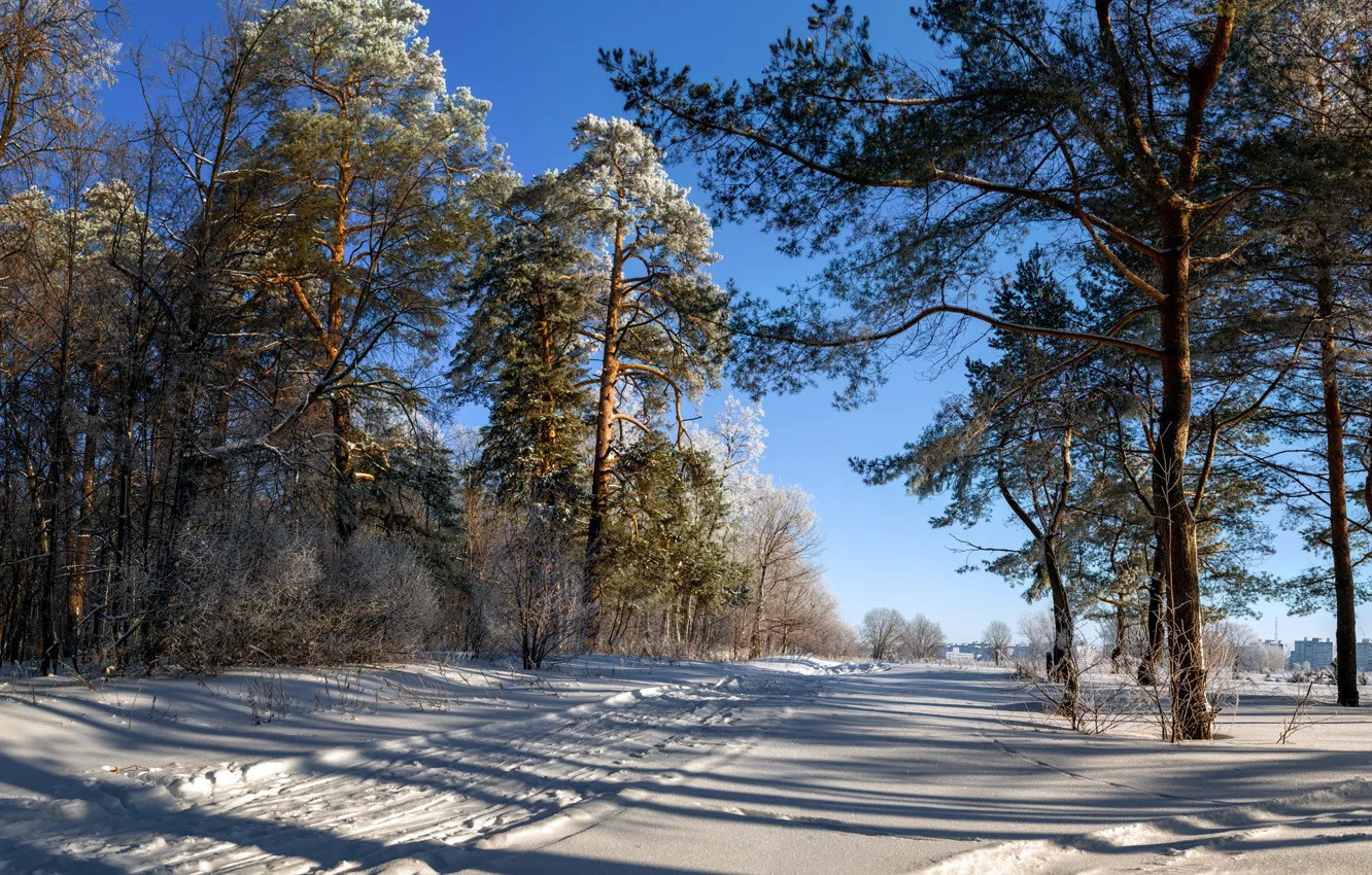 Фото обои зима, снег, деревья, пейзаж, природа, лыжня, тени, сосны