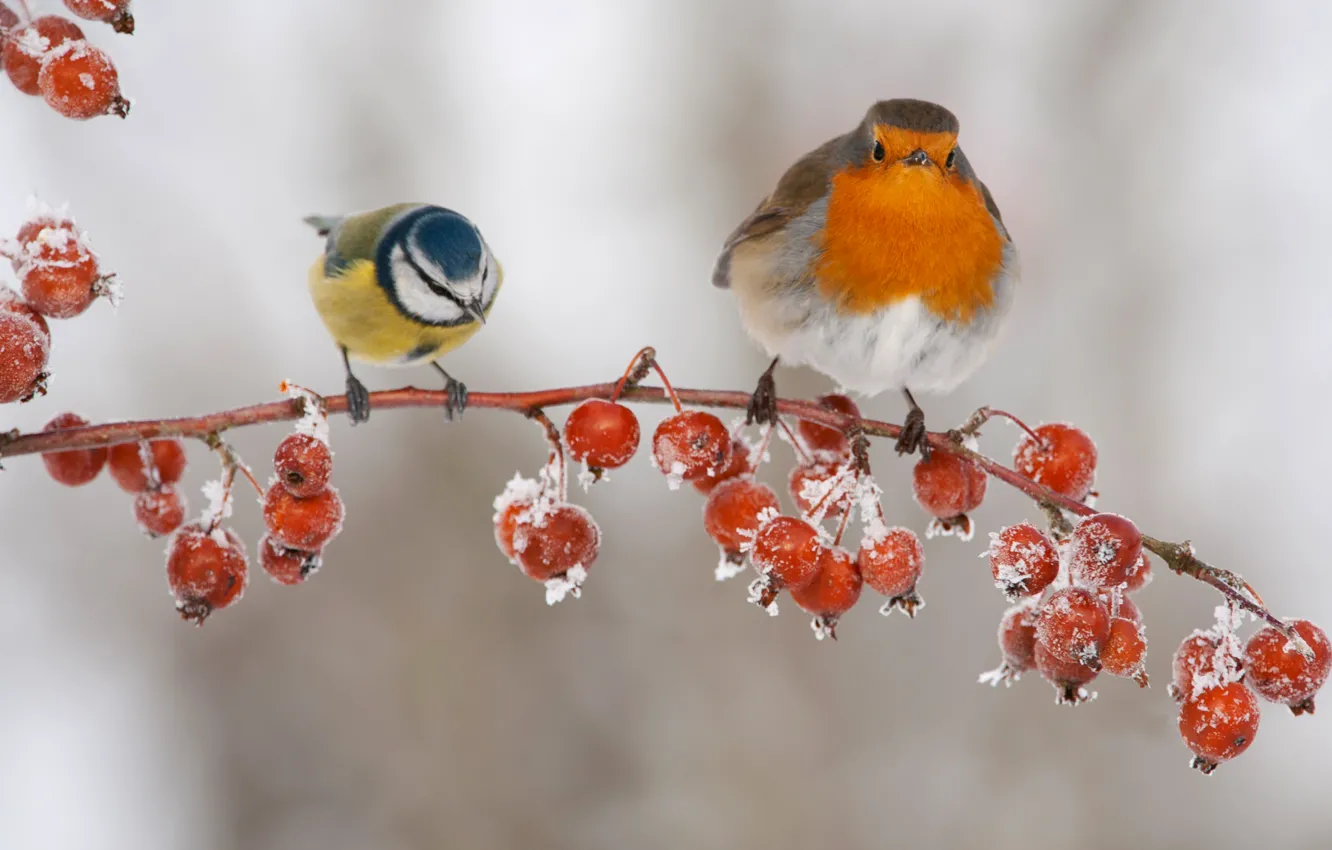 Фото обои птицы, ягоды, ветка, плоды, синица, малиновка