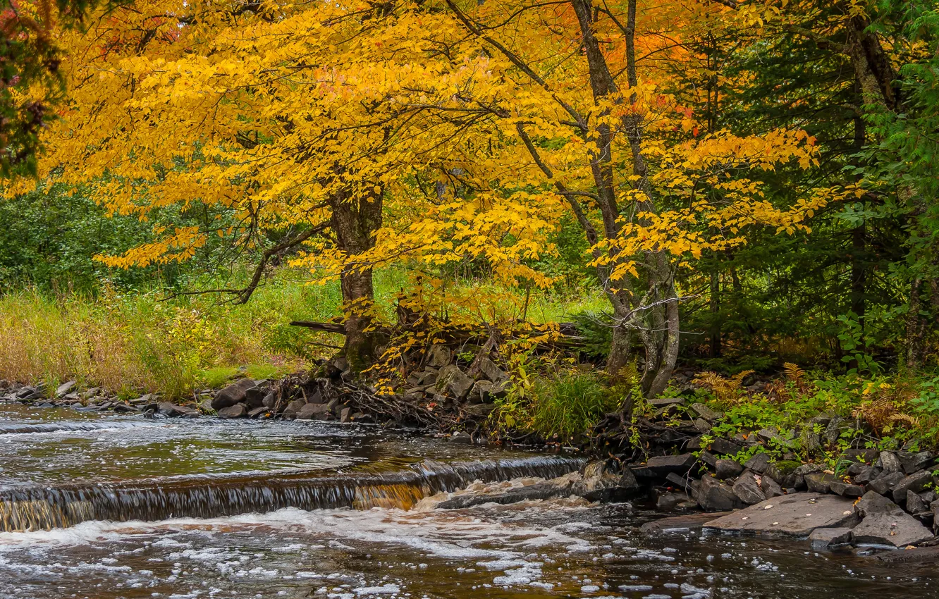 Фото обои осень, деревья, река, поток
