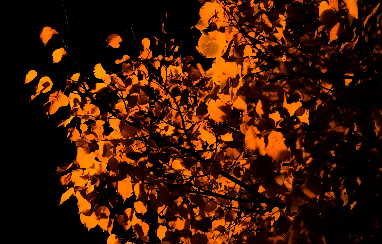 Фото обои Light, Orange, Tree, Night, Autumn, Leaves, Linden, Streetlight