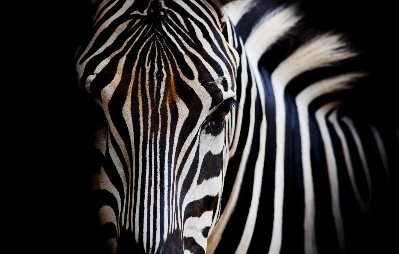 Фото обои white, black, eye, zebra