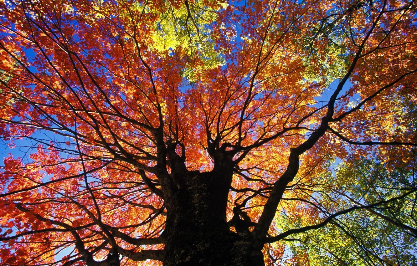 Фото обои осень, листья, ветки, дерево, ствол